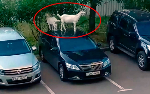 
            Козел на Camry: в Москве животные атаковали припаркованные машины
        