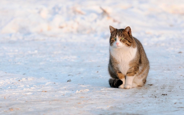 
            ГИБДД в посте с котиком предупредила водителей о гололеде
        