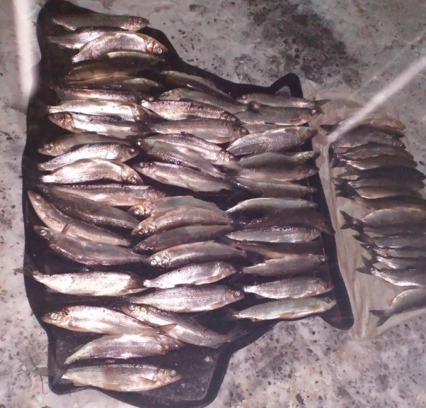 
            Женщина перевозила 400 кг рыбы и попалась в сети сотрудников ГИБДД
        