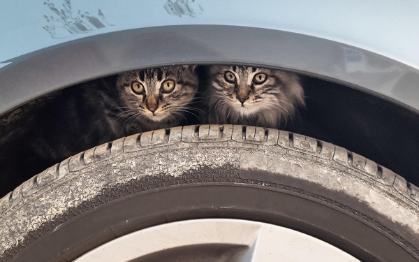 
            В ГИБДД призвали осматривать авто из-за прячущихся от холода кошек
        