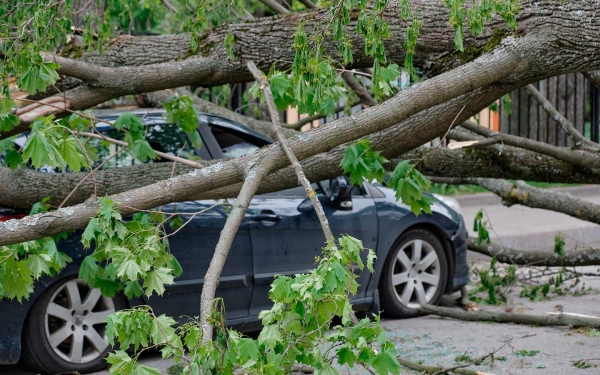 
            Водителям рассказали, что делать в случае падения дерева на автомобиль
        